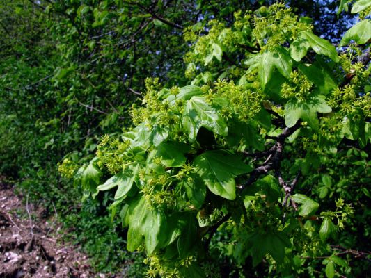  Image name: acero campestre2.jpg 
 width: 533 pixel 
 height: 400 pixel 
 Size: 71325 bytes 
 Click to enlarge 